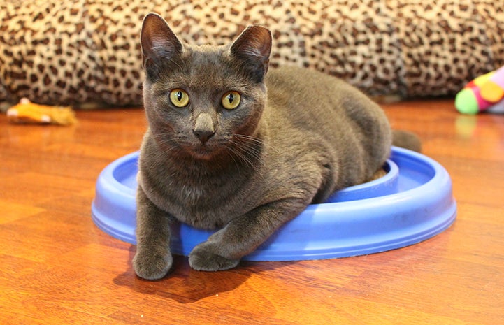 JoJo the gray cat is available for adoption from Karma Cat & Zen Dog Rescue Society.