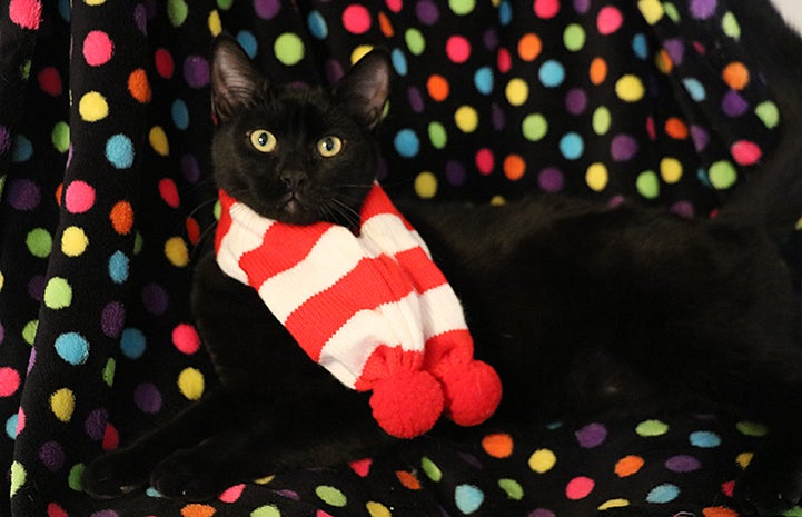 Buckwheat the black cat is available for adoption from the Yucaipa Animal Placement Society.