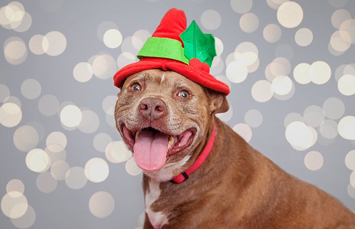 Pit bull terrier wearing an elf hat