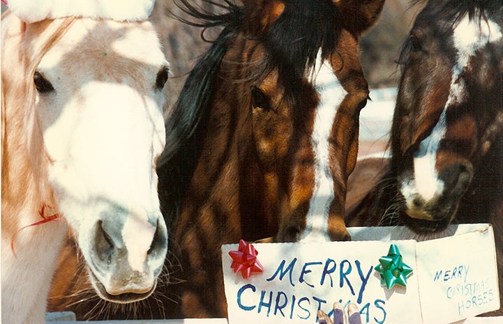Three horses with a Merry Christmas box