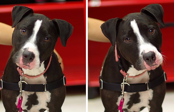Lucy the black and white dog is available for adoption from Plenty of Pitbulls.