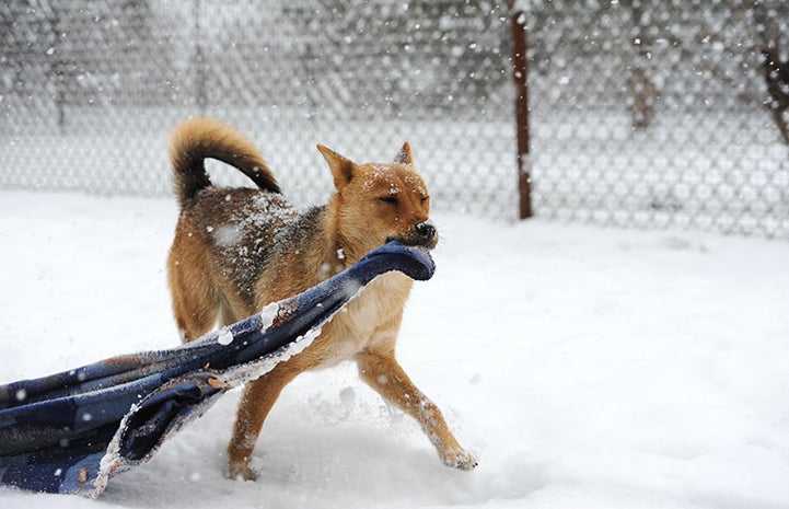 A Beautiful World: Rescuing animals in winter