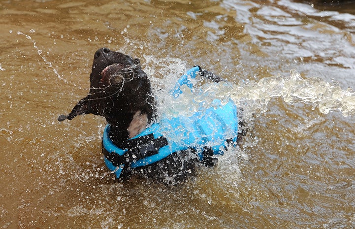 Lordes the pittie frolicking in the water