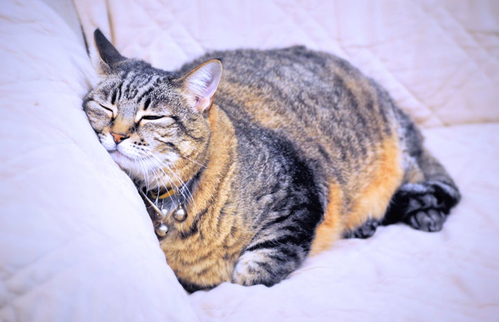 Sybil the tabby cat is available for adoption from A-PAL Humane Society.