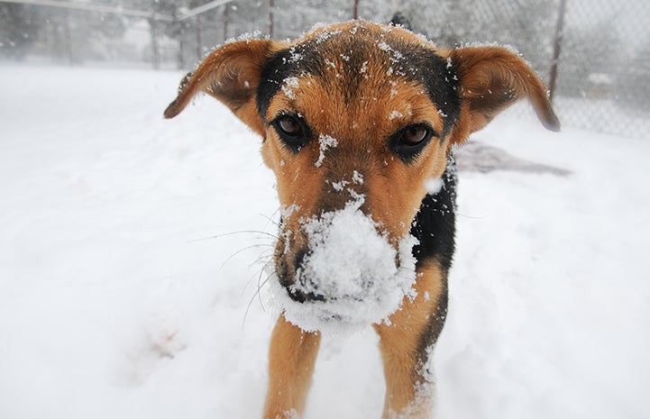 Nope, I wasn’t sniffing around in the snow. Why do you ask?