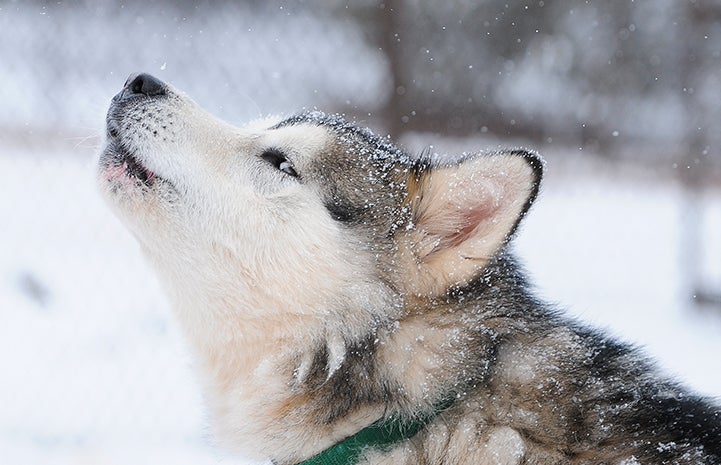 Snowy weather brings out my inner wolf.