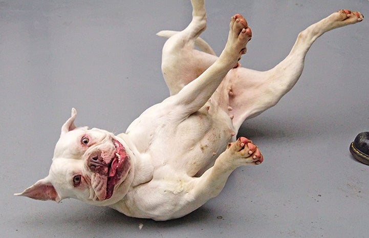 Wonder all-white dog is available for adoption from Morris Animal Refuge.