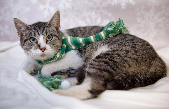 Madre the tabby cat is available for adoption from Boone Area Humane Society.
