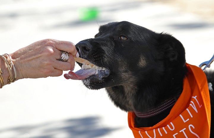 Dog getting some ice cream at Strut Your Mutt