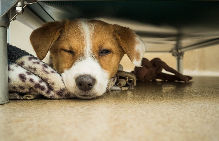 Puppy sleeping under a table