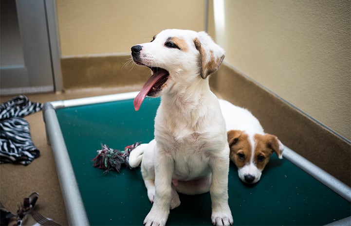 Two puppies. The one in the foreground is yawning.