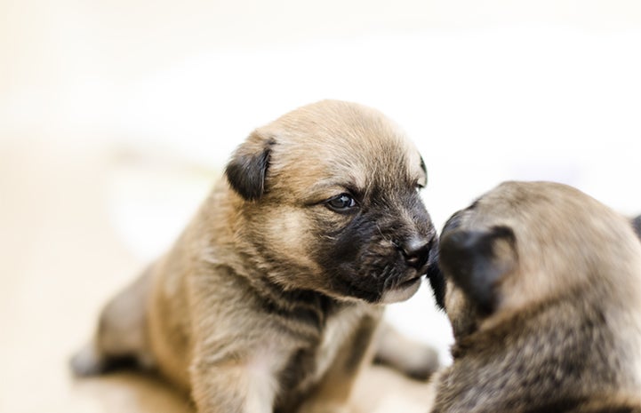 Two cute puppies sniffing each other