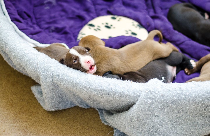Litter of adorable puppies in a dog bed