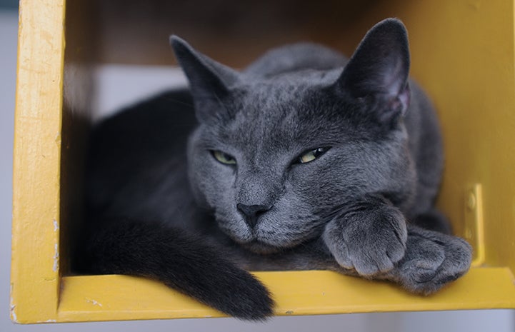 Zee an all-grey cat is available for adoption