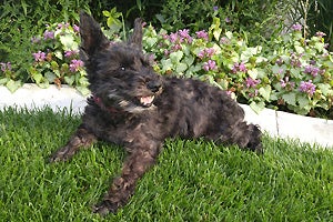 Delilah the 15-year-old deaf mini-schnauzer is spoiled every day