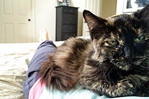 Fuzzy the senior tortoiseshell cat is brimming with "tortitude."