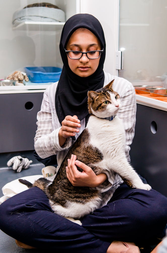 Woman petting an adoptable cat