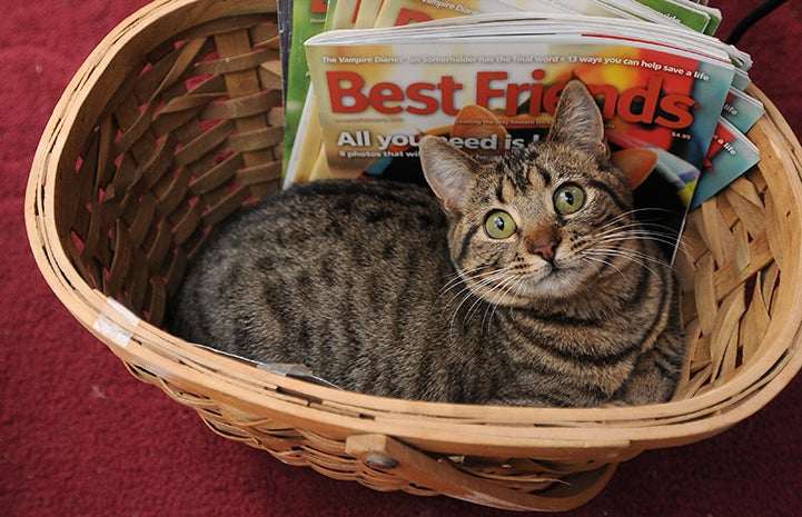 Annette the cat in a basket with the Best Friends magazine