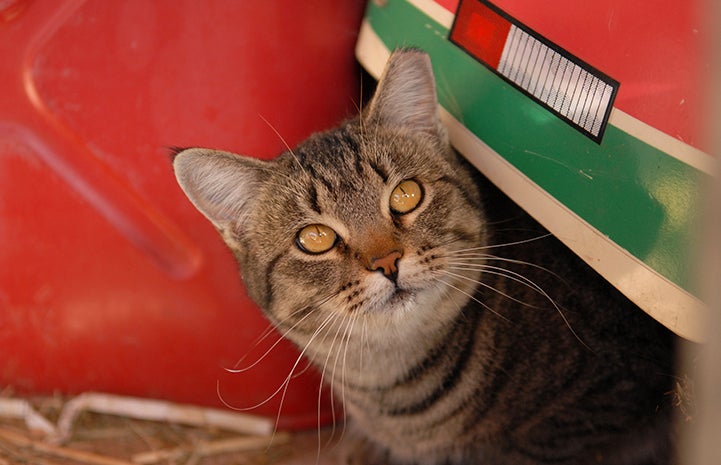 An ear-tipped brown tabby community cat