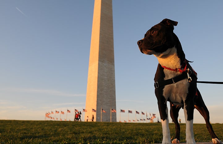 Fourth of July black and white pit bull terrier in front of the Washington Monument