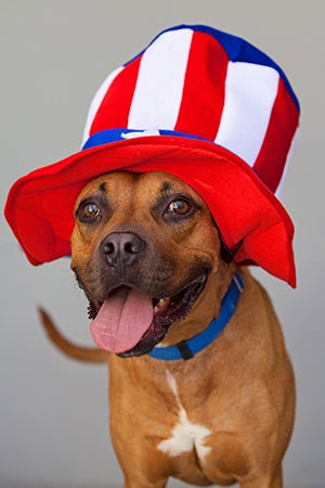 Fourth of July brown pit bull terrier wearing a red, white and blue Uncle Sam hat