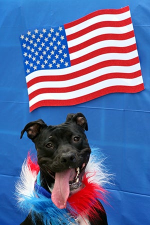 Fourth of July black pit bull terrier wearing a red, white and blue boa in front of an American flag