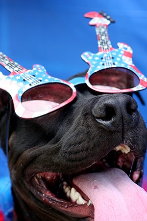 Fourth of July black pit bull terrier wearing a red, white and blue glasses with guitars