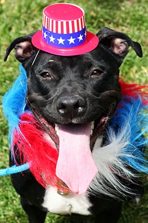 Fourth of July black pit bull terrier wearing a red, white and blue Uncle Sam hat