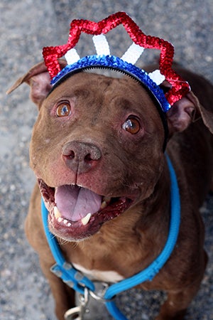 Fourth of July brown pit bull terrier wearing a red, white and blue tiara 