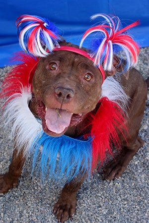 Fourth of July brown pit bull terrier wearing red, white and blue pom poms