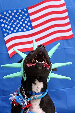 Fourth of July black and white pit bull terrier wearing a Statue of Liberty hat in front of an American flag
