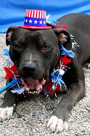 Fourth of July black pit bull terrier wearing an Uncle Sam hat
