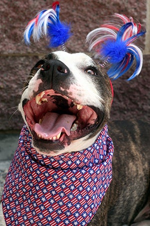 Fourth of July white and grey pit bull terrier wearing a red, white and blue pom poms and bandanna