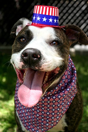 Fourth of July white and brown pit bull terrier wearing a red, white and blue Uncle Sam hat