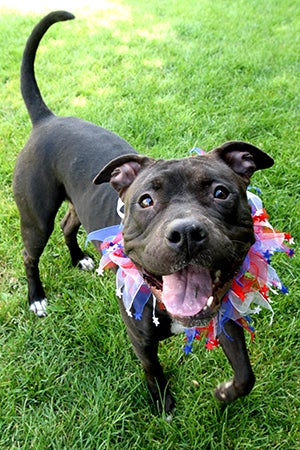 Fourth of July black pit bull terrier wearing a red, white and blue collar