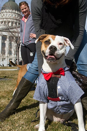 Fourth of July brown and white pit bull terrier dressed with a bow tie in front of a Capitol