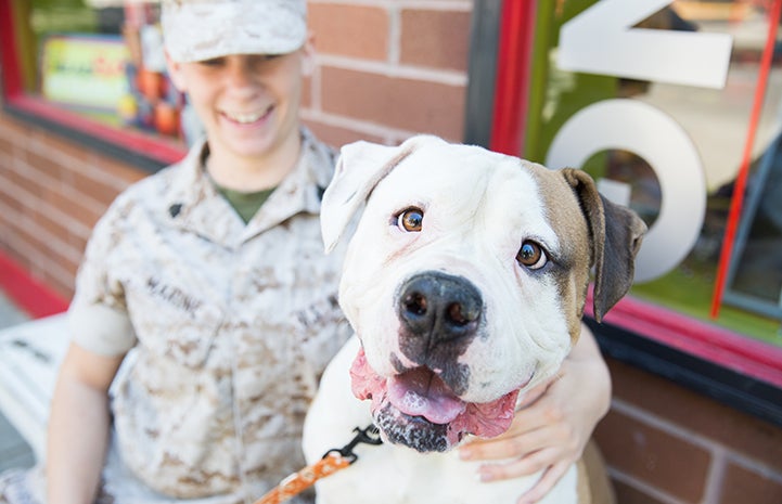 Fourth of July white and brown pit bull terrier with a serviceman