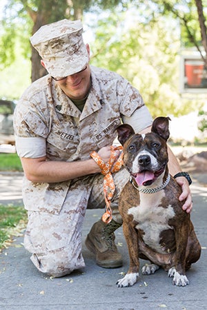 Fourth of July brindle pit bull terrier with serviceman
