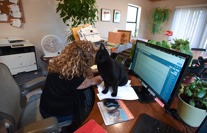 Chad the feline spends every Monday in the office of the Best Friends animal care director