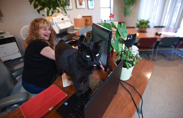 Chad the cat hangs out with executive assistant Laura Rethoret while she’s working