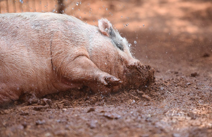 I think rainbows after showers are overrated. Give me a mud puddle any day.