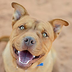Smiling pit-bull-terrier-type dog