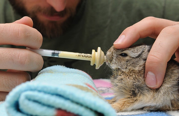 Bottle-feeding a baby cottontail
