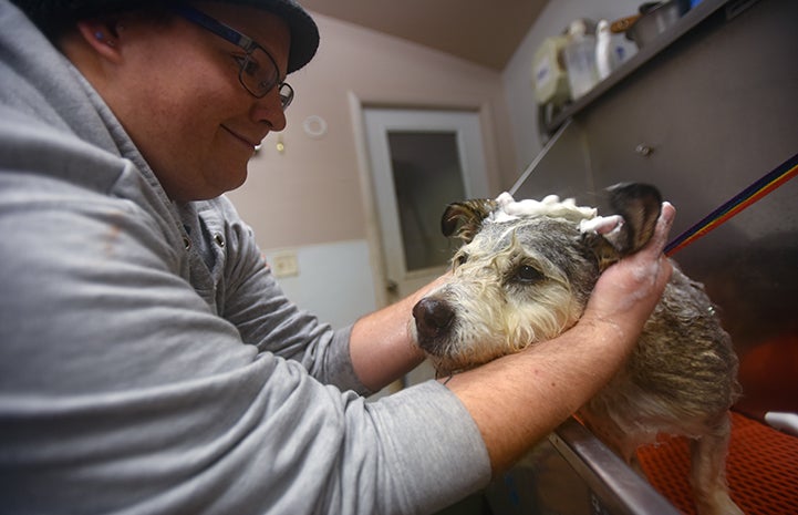 Nochi the dog enjoys his baths