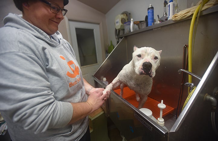 Ralph the white pit bull dog loves his baths and tries to hold your hand while you’re bathing him