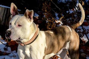 Batman, a pit bull terrier scored a home through 'The One' adoption promotion