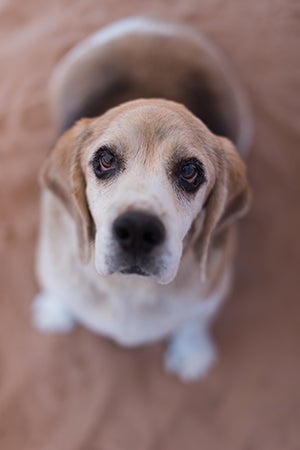 Gus the overweight beagle arrived at the Sanctuary at 77 pounds