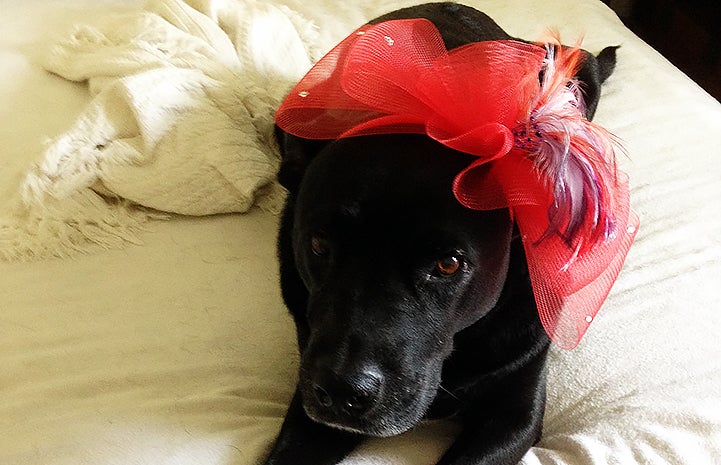 Dakota the black dog for Best Friends Day
