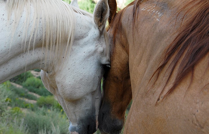 Best Friends Day 2016: Incitato and Chewy the horses with their heads together