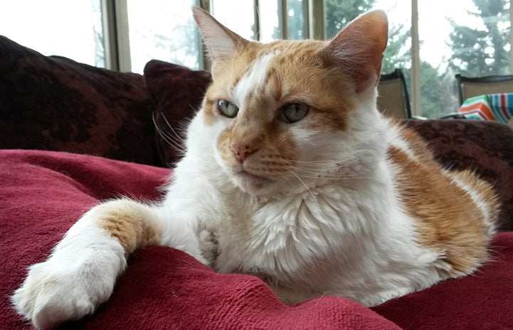 Kosmo the orange and white cat for Best Friends Day